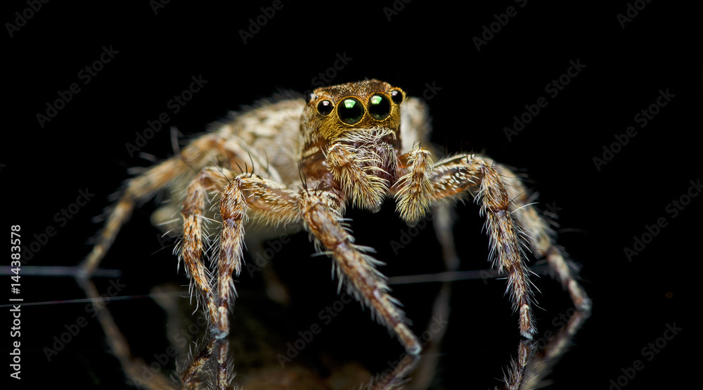 Beautiful Spider on glass, Jumping Spider in Thailand, Plexippus petersi Beautiful Spider on glass, Jumping Spider in Thailand, Plexippus petersi