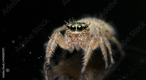 Beautiful Spider on glass, Jumping Spider in Thailand, Hyllus semicupreus