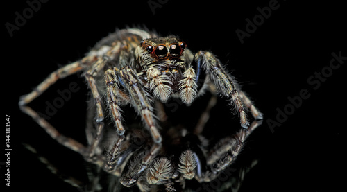 Beautiful Spider on glass, Jumping Spider in Thailand, Plexippus paykulli