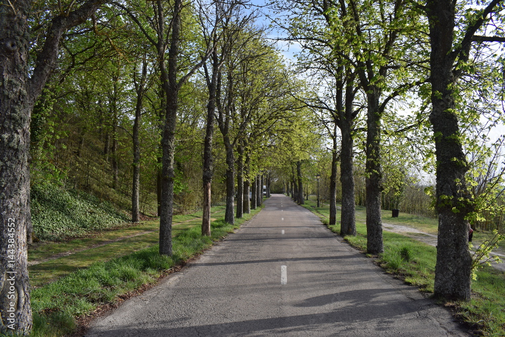 Carreteras a través de bosques. Carreteras a través de bosques.