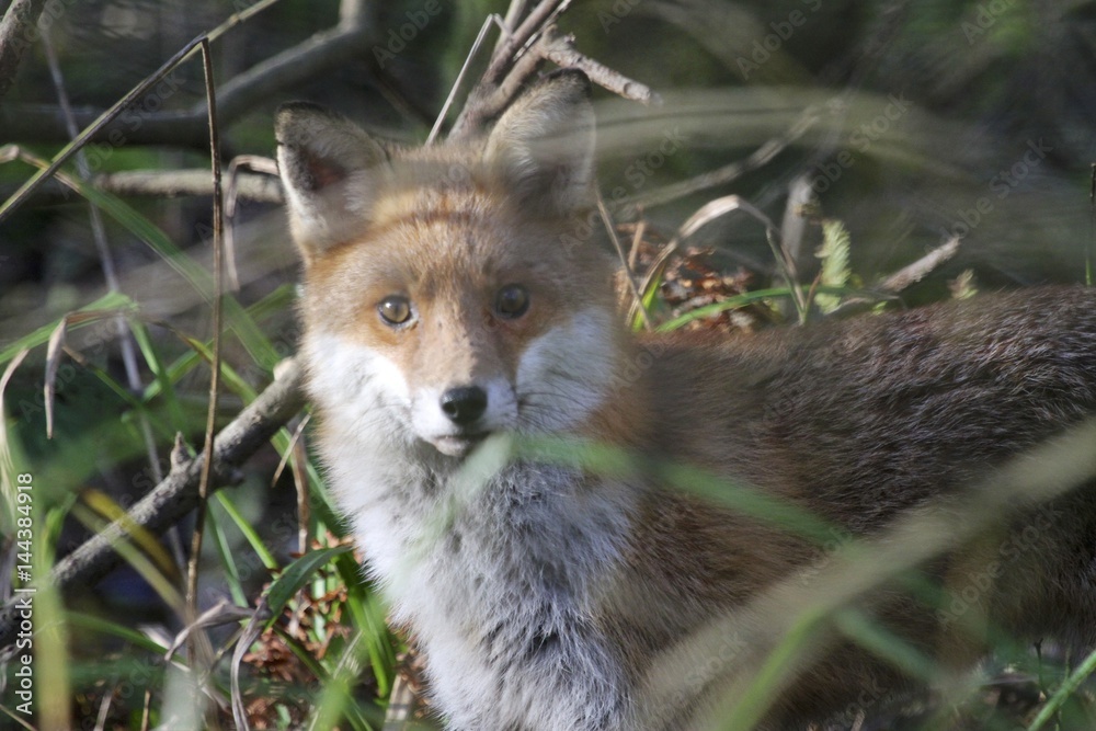 Fototapeta premium Red Fox