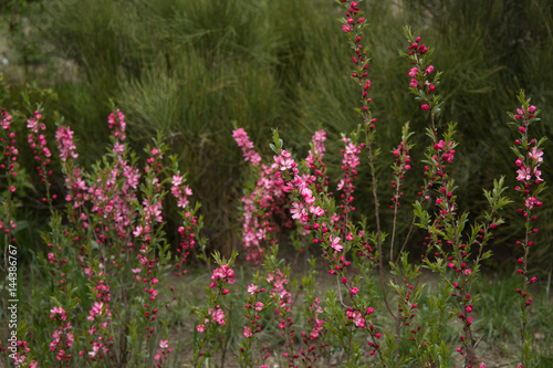 Blooming young pink Crabapple Prairifire Flowering Trees blossoms photo