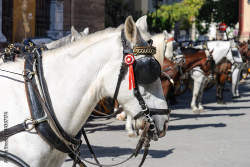 wartende pferde in sevilla waiting horses in sevilla