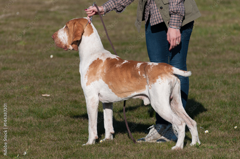 Italian Bracco, a pointing hunting dog breed Italian Bracco, a pointing hunting dog breed