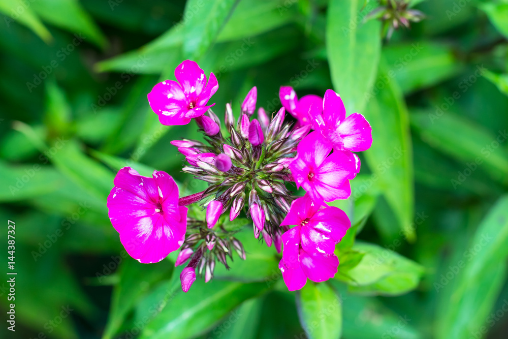 Fragrant phlox in the garden Fragrant phlox in the garden