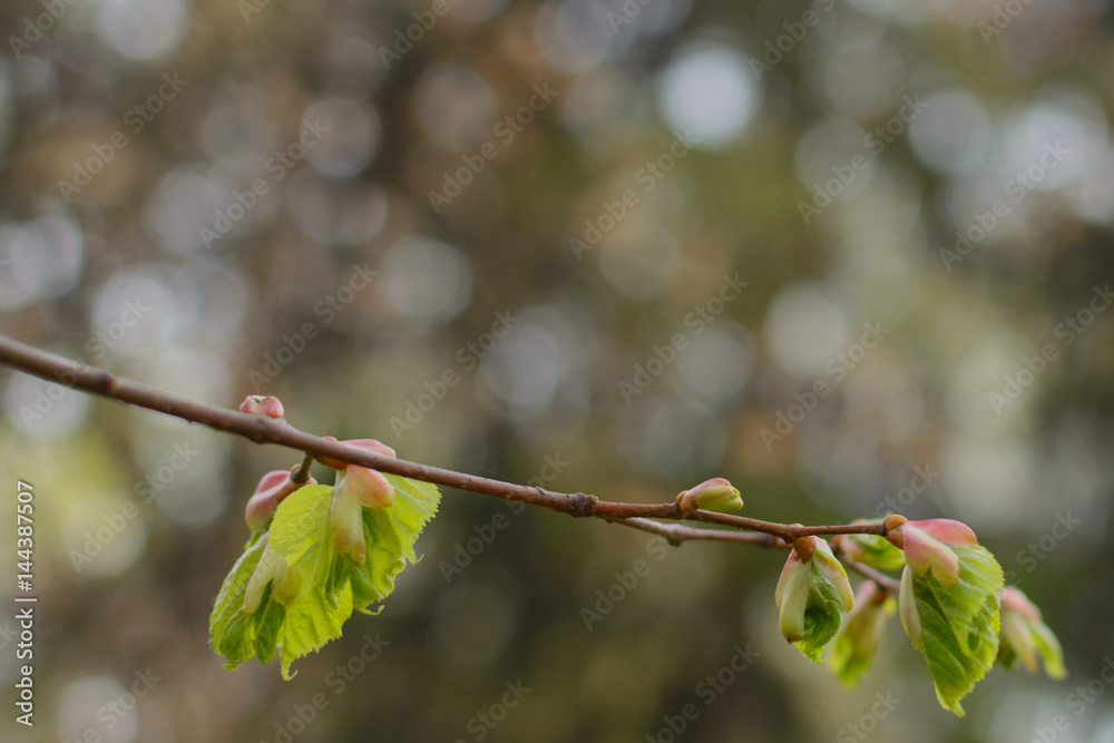 Spring. Linden blossom leaves. Kidneys. Birth. Spring. Linden blossom leaves. Kidneys. Birth.