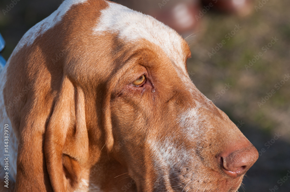 Head of an Italian Bracco, a pointing hunting dog breed