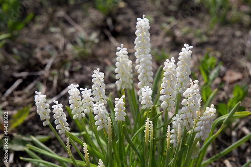 фотографія Blooming white magic grape hyacinth flowers Muscari Mascara ornamental garden pl