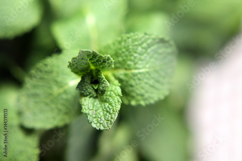 mint