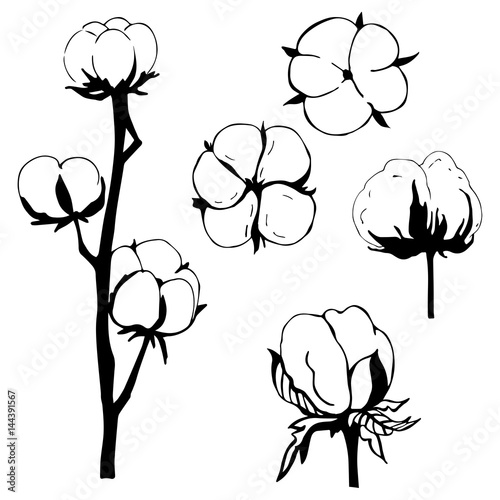  Cotton plant flower.
