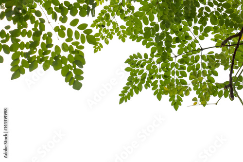 leaf of Horse radish tree or Drumstick make medicine,isolated on white