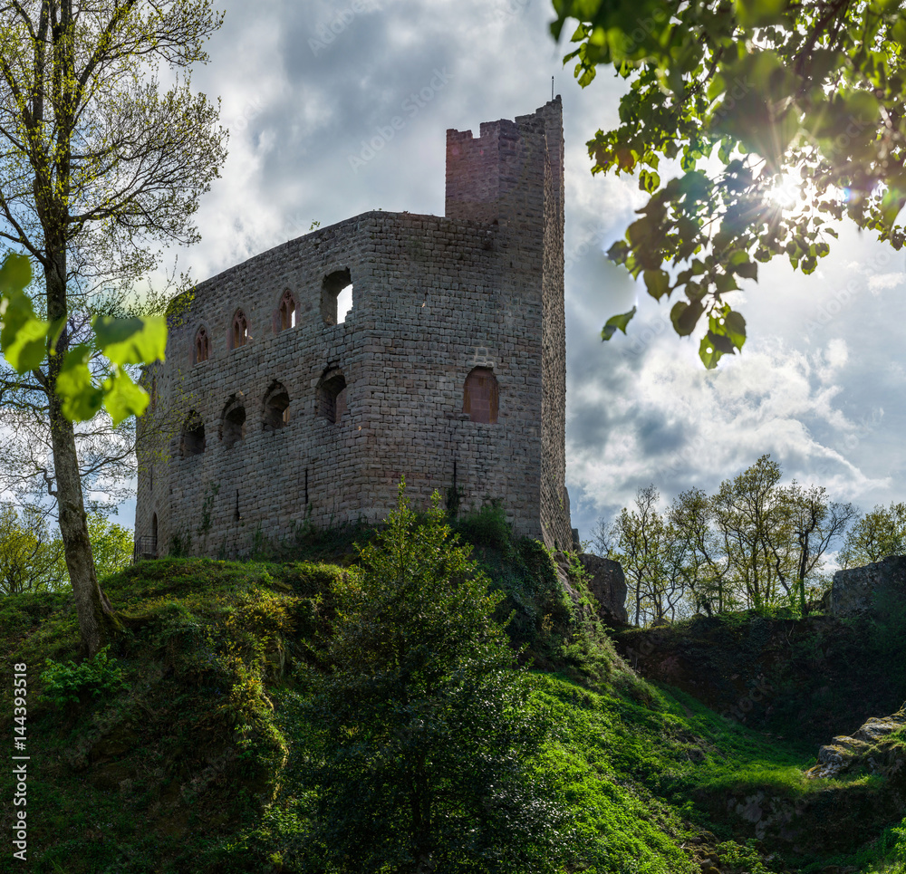 Old medieval fortress ruins of Chateau Spesbourg in deep forest, Alsace, France