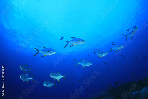 Pompano fish in ocean © Richard Carey
