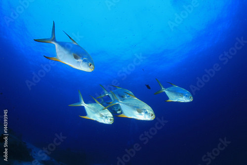 Pompano fish in ocean photo
