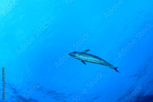 Tuna fish © Richard Carey