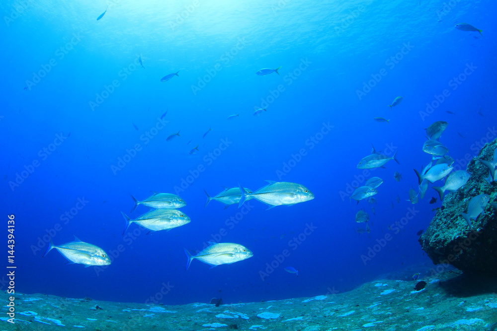 Naklejka premium Szkoła ryb Trevally (Jackfish)