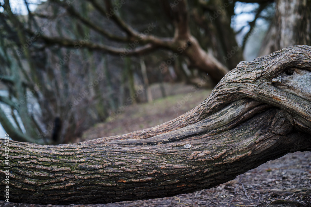 Fototapeta premium large curved tree branches