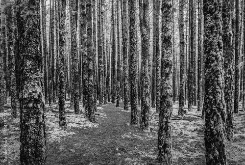 Fototapeta Naklejka Na Ścianę i Meble -    hiking path in coniferous forest