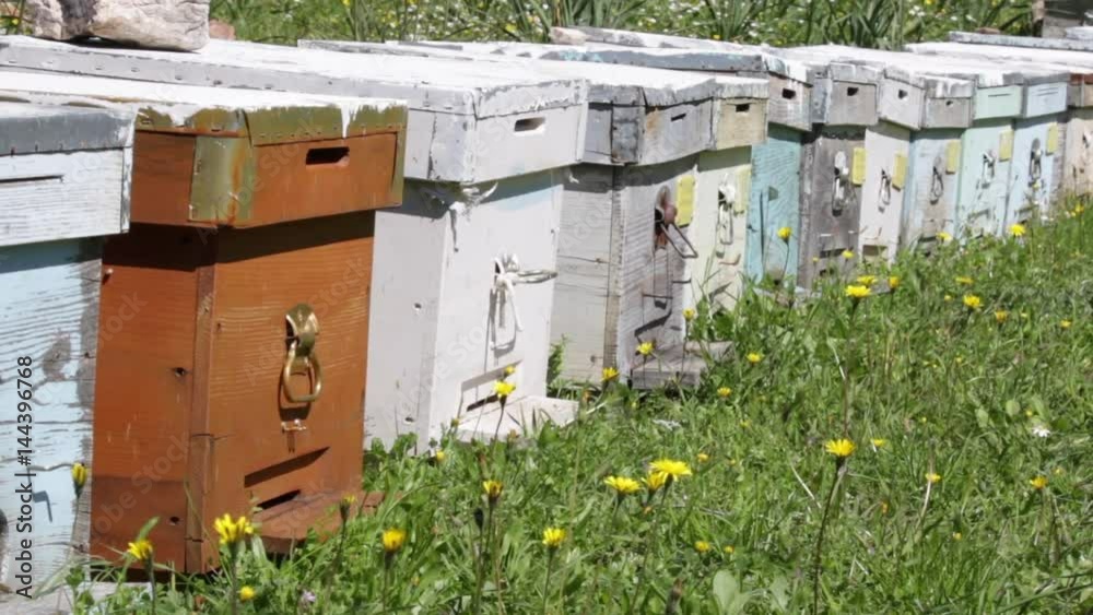 Bees carrying pollens from flowers to beehives