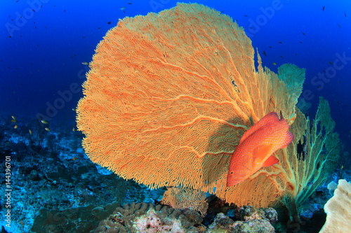 Underwater coral reef and fish in ocean