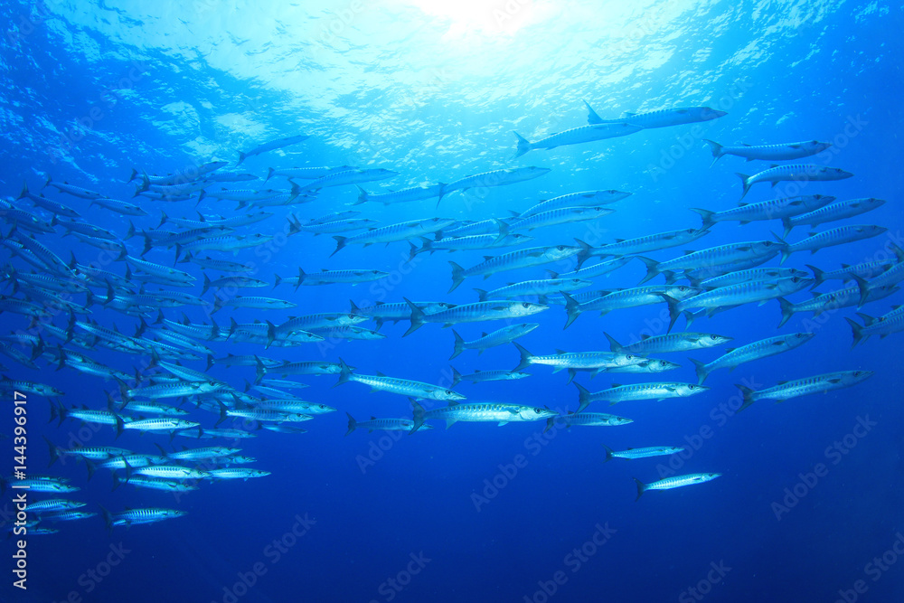 Fototapeta premium Barracuda fish school in ocean