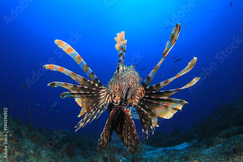 Lionfish fish