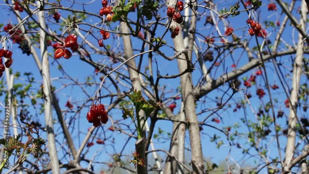 dried viburnum berries on swinging branches dried viburnum berries on swinging branches