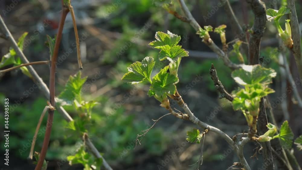 new green leaves on currants bush
