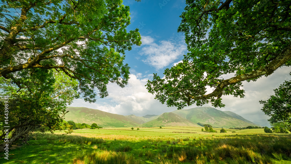 Old and big trees in District Lake, England Old and big trees in District Lake, England