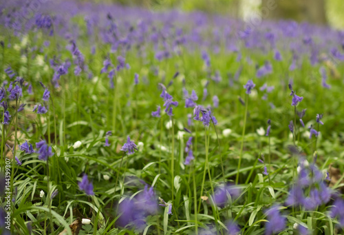 bluebell woods