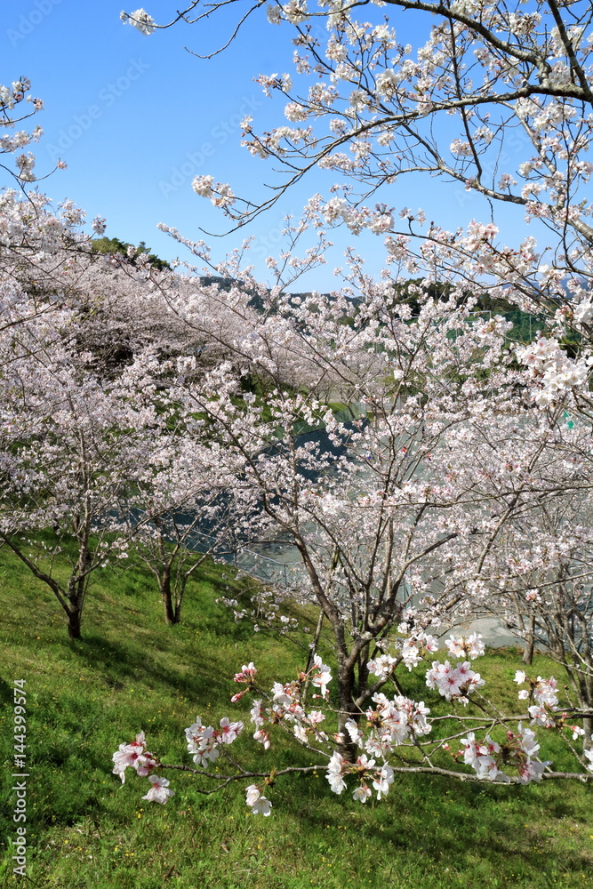 公園の桜、宮崎県日南市