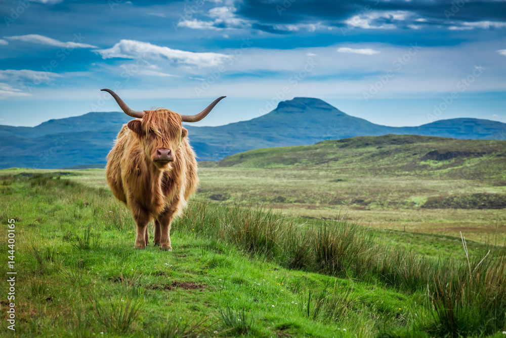 Obraz premium Wypas krów górskich na wyspie Skye w Szkocji
