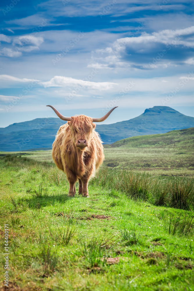 Naklejka premium Furry highland cow in Isle of Skye in Scotland