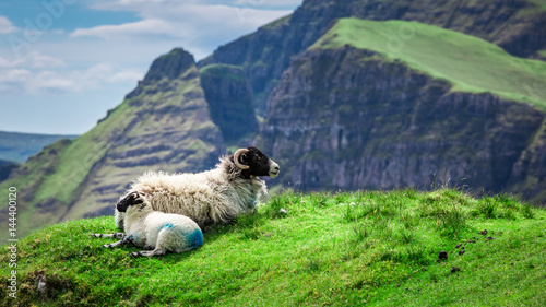 Beautiful view to sheeps in Quiraing in Scotland