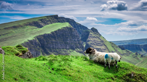 Sheeps in Quiraing in Quiraing, Scotland, UK