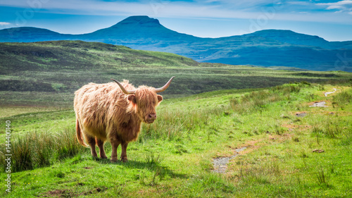 Brown highland cow in Scotl...