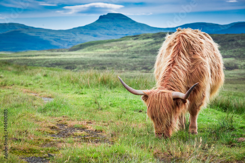 Grazing highland cow in Sco...