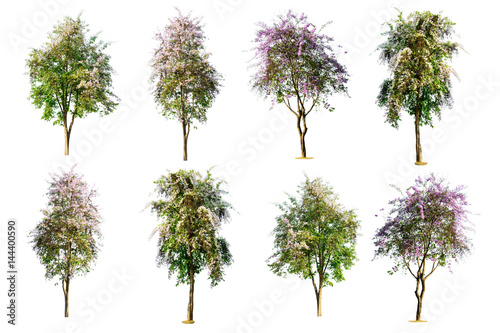 set of tree ( Lagerstroemia speciosa ) isolated on white background © rakop_ton