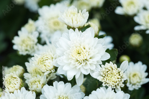 Fototapeta Naklejka Na Ścianę i Meble -  Beautiful Composite white flower