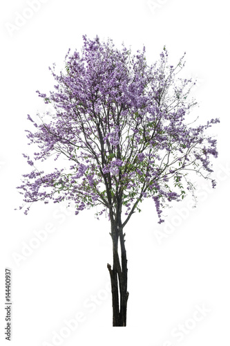 purple tree (Lagerstroemia) isolated on white background © rakop_ton