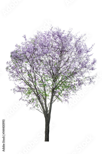 purple tree (Lagerstroemia) isolated on white background