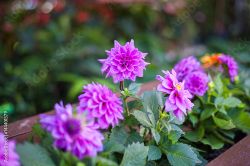 Beautiful flowers in Garden, Thailand.