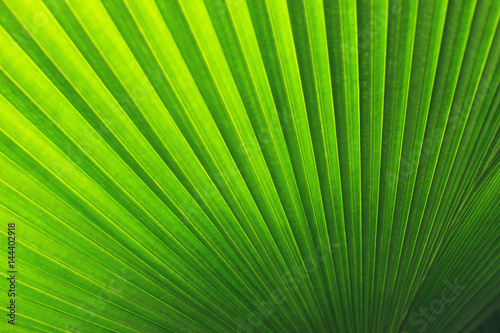 Real tropical leaves background  jungle foliage