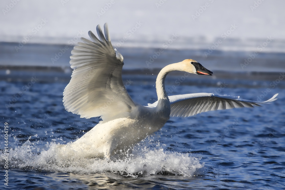 Fototapeta premium Swan Landing Splash 1