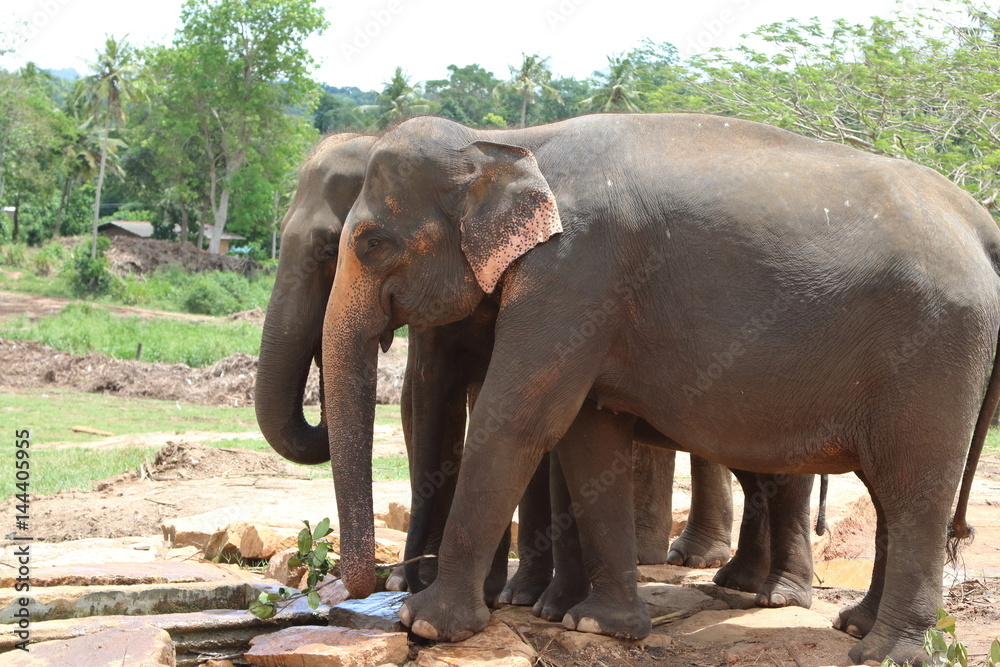 Pinnawala Elephants 6