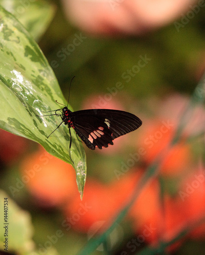 Pink rose swallowtail butterfly, Pachliopta kotzebuea photo