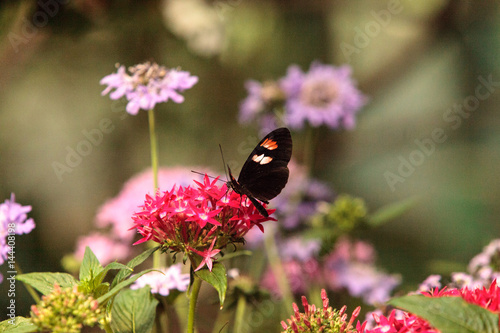 Pink rose swallowtail butterfly, Pachliopta kotzebuea photo