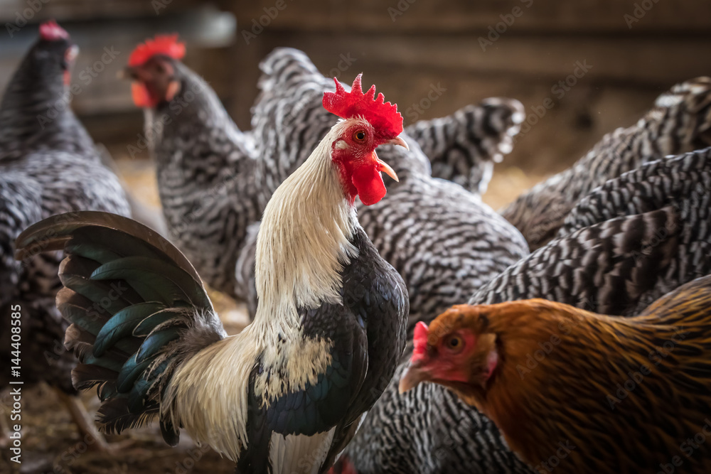 Fototapeta premium Crowing Rooster 