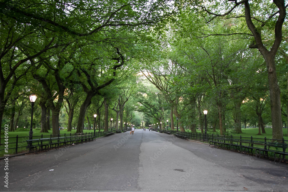 Fototapeta premium Walkway under the trees at Central Park in summer