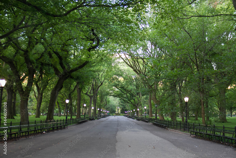 Walkway under the trees at Central Park in summer